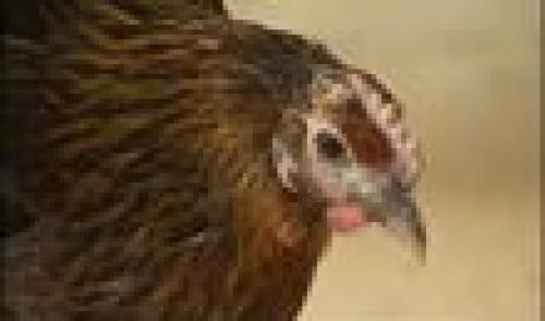 Poules et poulets à adopter